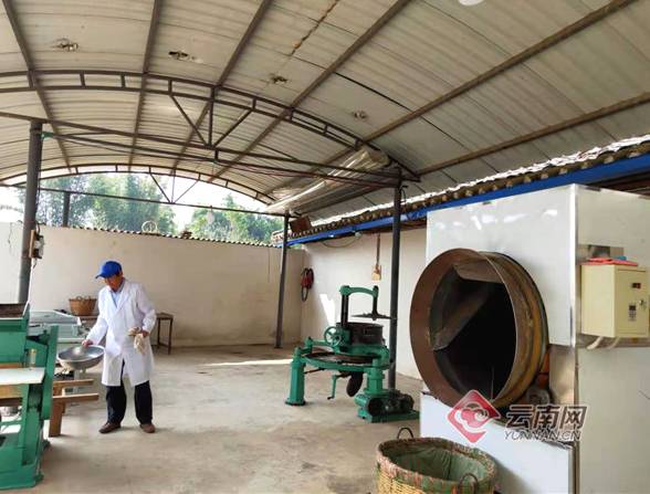 有关于普洱景东：2021年第一批春茶开采 茶香溢满银生城的信息(2)