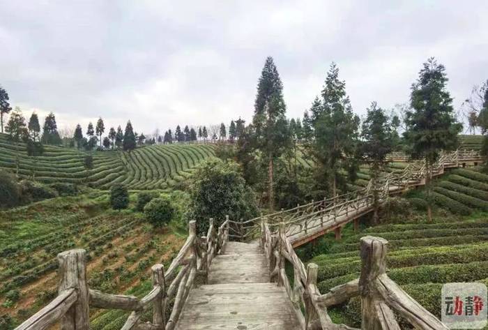 关于零容忍！凤冈县开出贵州省2021年茶园违规使用草甘膦第一张罚单的最新消息(2)