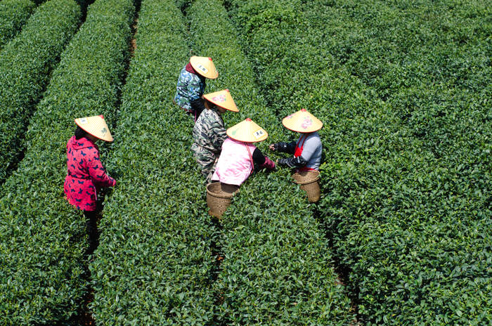 有关于从茶叶种植、收购、销售，看杭州数字化改革深入乡村的信息(1)