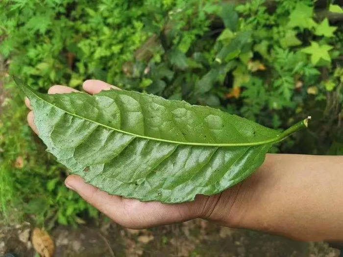 有关于崇州枇杷茶携手道明竹编亮相四川名茶品饮节的消息(3)