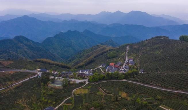 关于杭州富阳区高山云雾茶采摘季 多举措助力茶农增收的热门资讯