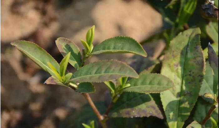 关于2021年日照绿茶春茶现状解读！这是高纬度茶的必然！的消息