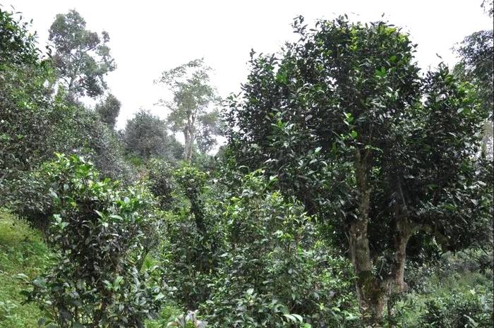 关于5.21国际饮茶日 走进茶企 走进茶山的消息(14)