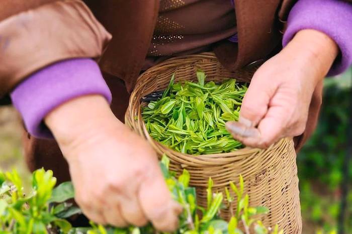 关于56000次采摘方得1斤!火出国门的三峡毛尖,天然清香!的最新资讯(9)