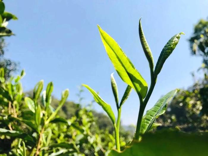 关于2021普洱五棵桩古茶园举行祭茶祖暨春茶开采仪式的信息(8)