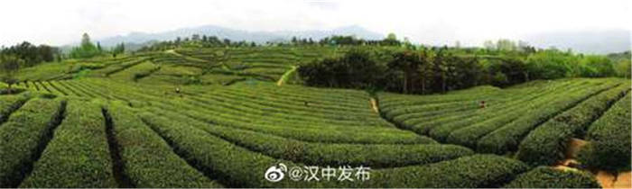 关于陕西汉中市成为西北地区最大的茶产业基地的热门资讯(1)