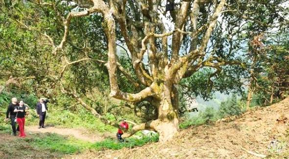 有关于云南各地春茶开采 一片茶叶成就一个绿色产业的最新信息(5)