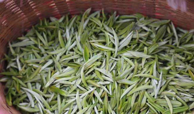 有关于兴隆乡大田村：阳春三月好风光 群众山上采茶忙的最新消息(6)