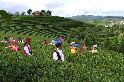 有关于普洱：唯一以茶命名的城市，竟还是咖啡之都的热门资讯