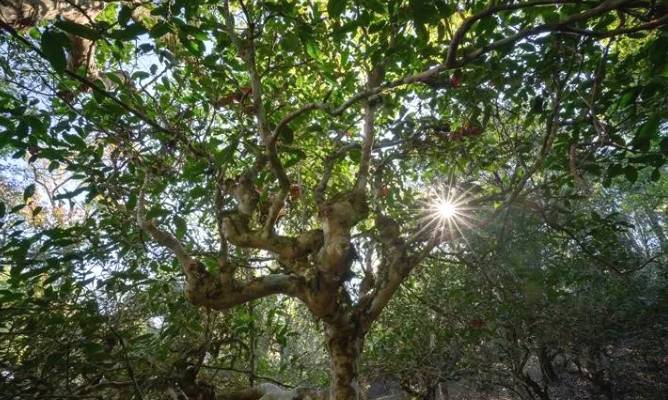 关于申遗中的景迈山古茶林文化景观靓照上新了！的资讯(2)