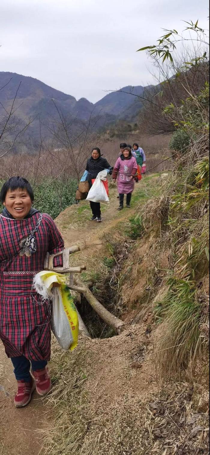 关于茶产区2021年信息快报：崇仁横岗龙井43生长情况的新闻(2)