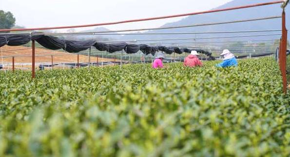 关于“万担茶乡”之称西湖区龙坞茶镇 跟着茶农体验杭州茶园里不一样的春天的热门资讯(1)