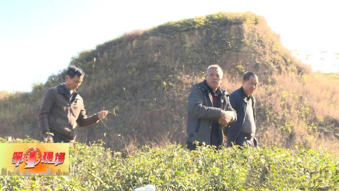 关于广东惠东茶产业3万多亩 年产值3.6亿元的最新信息(3)