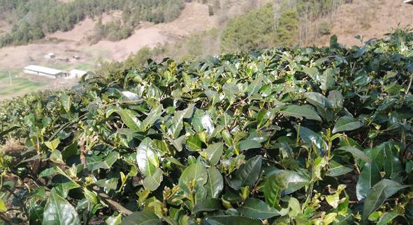 有关于云南永平：2020年全乡茶叶种植面积达4200多亩的热门新闻