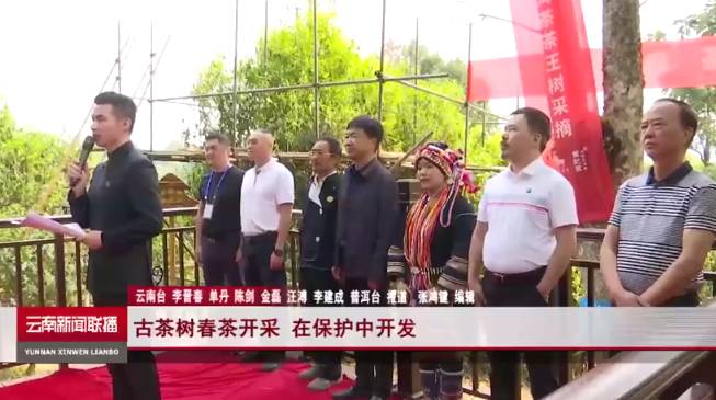 有关于2021年老班章古茶树春茶茶后开采 在保护中开发的热门新闻