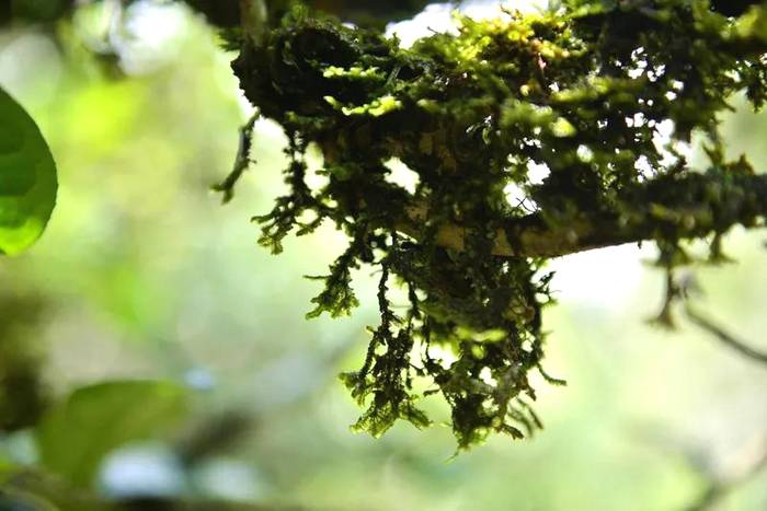 有关于勐海贺开：遇见最美茶园，230余万株古茶树备受“呵护”的最新资讯(10)