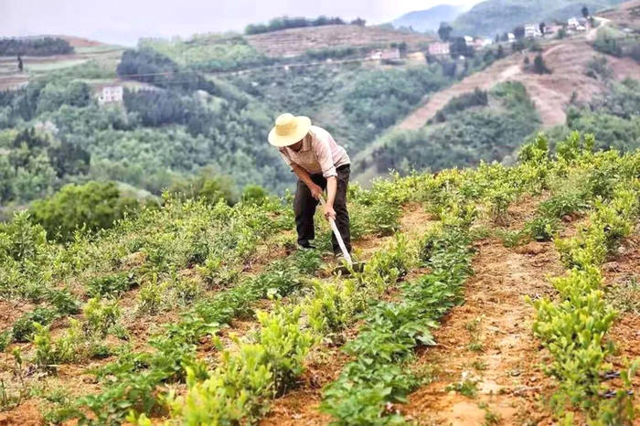 有关于通过三个案例看陕西茶产业在脱贫攻坚中发挥的重要作用的最新信息(6)