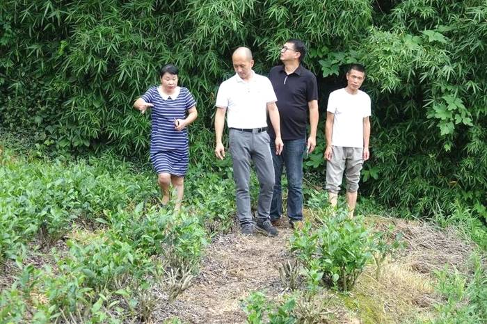 有关于抓好源头,促进福鼎白茶产业绿色高质量发展的资讯