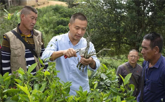 关于茶香暖和村！《人民日报》报道西双版纳这个村靠茶致富的最新信息(3)