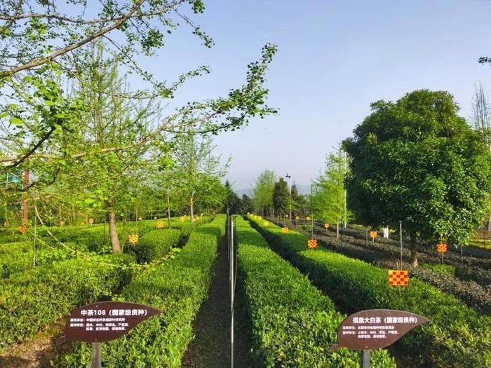 有关于蒙顶山茶对话名家名刊，看看会有怎样的激情与火花的热门消息(3)