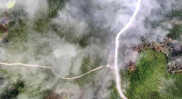 有关于汉中仙毫 漆树坝镇：小小茶叶托起振兴梦的最新消息(3)