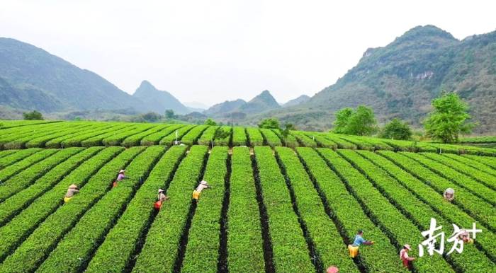 有关于4月1日即将举办英德红茶头采春茶节活动的资讯