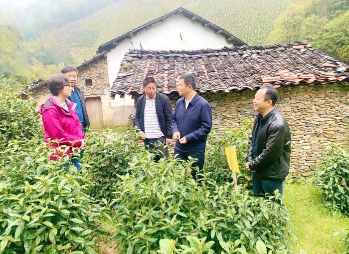 有关于推动茶产业高质量发展，打牢乡村振兴的产业基础——访黄山市人民政府副市长张正竹的信息(5)