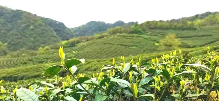 关于宽阔水4000余亩野生茶树 茶品已走向全国的新闻