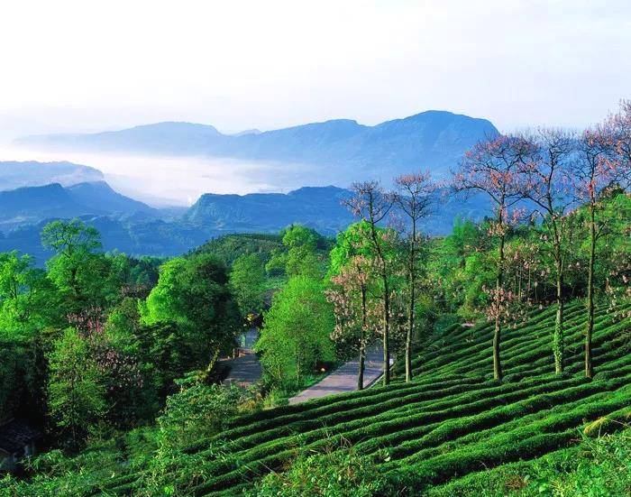 关于现代茶产业如何做强做大？福鼎赴雅安考察取经的资讯