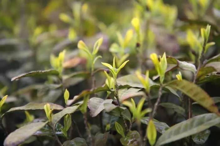 关于宽阔水4000余亩野生茶树 茶品已走向全国的新闻(6)