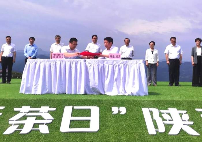 关于“国际茶日”分会场活动在安康平利举办,省长赵一德出席并致辞!的最新资讯(7)