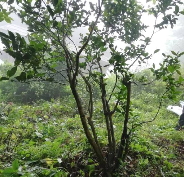 关于新化古茶树：金凤竹林大叶50厘米母树再现的热门资讯(9)