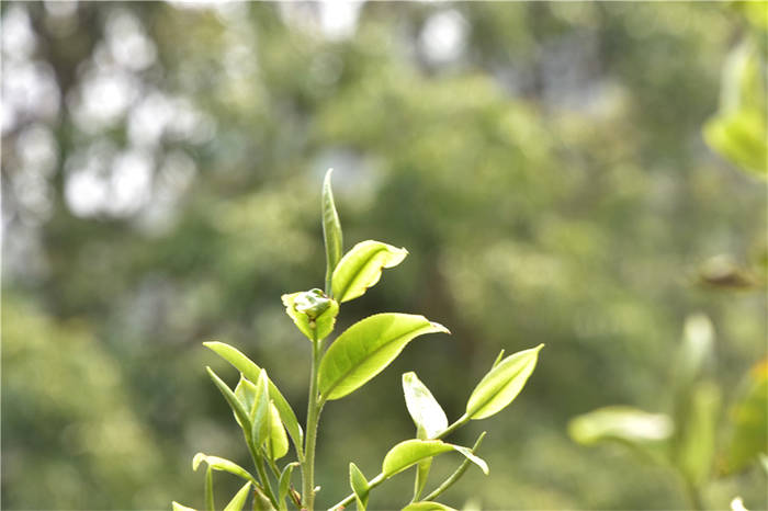 有关于一周速读：云茶实现千亿元目标、2021春茶产销、冰岛迎来新变局的热门资讯