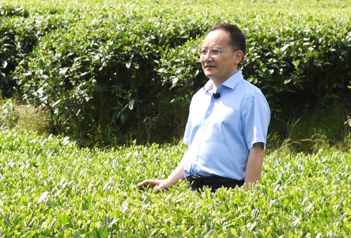 关于“每款凤冈锌硒茶,都是好孩子”——县委书记心里的凤冈茶的热门新闻