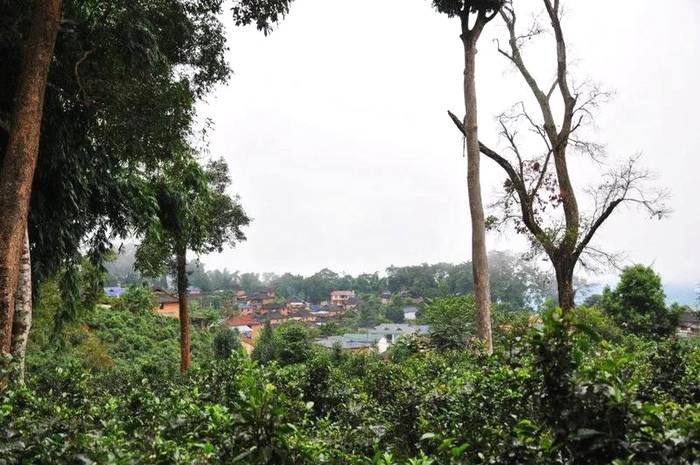 关于5.21国际饮茶日 走进茶企 走进茶山的消息(16)