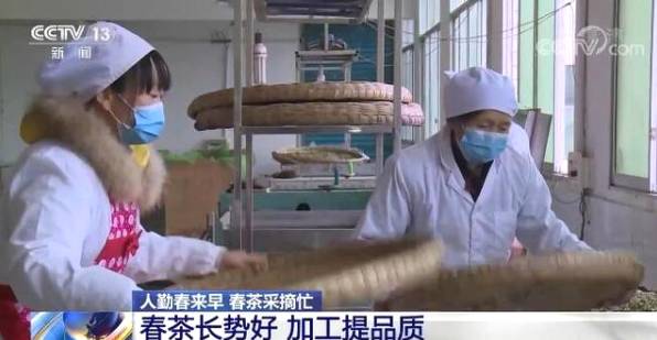 关于全国春茶采摘好时节 茶农忙着采摘新春第一捧新茶的信息(4)