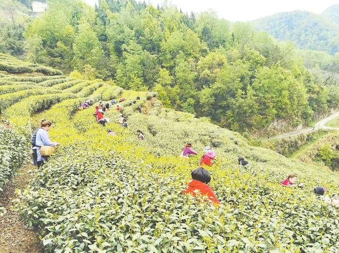 有关于千年茶乡展新颜 地标助力强品牌  紫阳茶产业蓬勃发展背后的“地标力量”的最新资讯