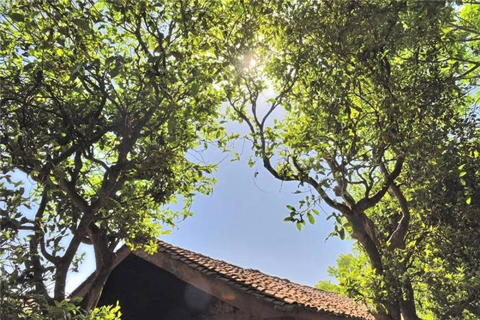 关于云南省茶叶流通协会回应“春茶乱象”问题的热门信息(2)