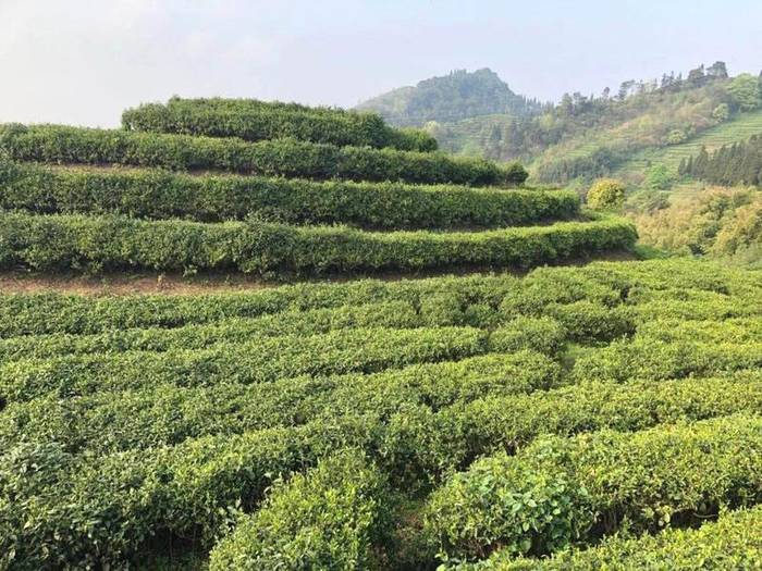 关于2021重庆大足首届“古龙茶文化节”暨乡村旅游民俗展演展销活动纪实的新闻(22)