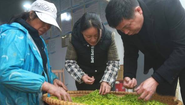 关于南岳1.08万亩茶园第一批春茶采摘时节的消息(7)