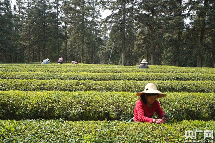 有关于春光美，新茶香！江西浮梁19万亩茶园开园的资讯(2)