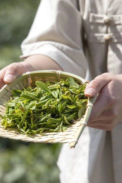 有关于湖北农业农村部专家支招，如何加快转变茶业发展方式的最新消息(11)