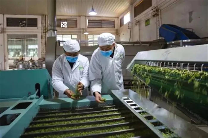 有关于凤冈：今春首采！贵州凤冈第一批新茶来了的资讯(3)