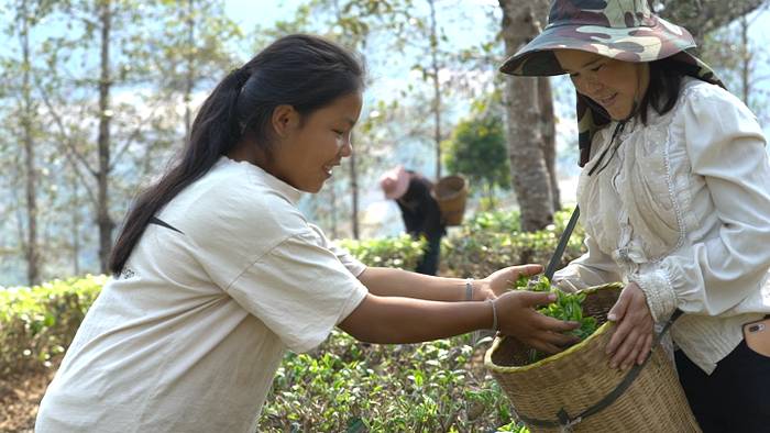 关于春茶抢“鲜”一步，普洱各地“明前茶”开采的热门信息(19)