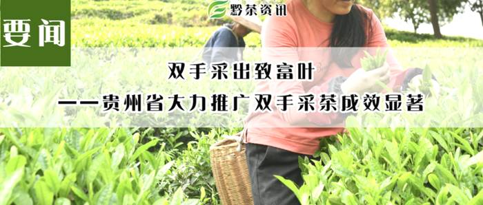 有关于双手采出致富叶！贵州省大力推广双手采茶成效显著的热门消息