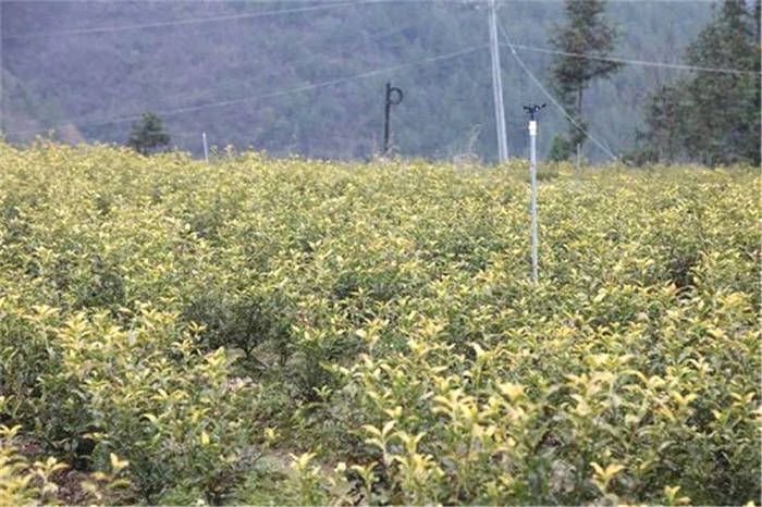 关于四川万源市30万亩明前茶开采 巴山富硒茶叶满屋飘香的消息(4)