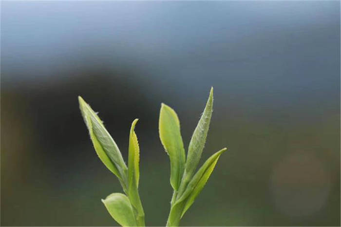 关于贵州毕节七星关：高山茶飘香 采茶正当时的热门资讯