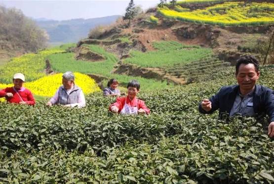 有关于茶园剪影 又是一年采茶季 春色满园盼君来的最新资讯(14)