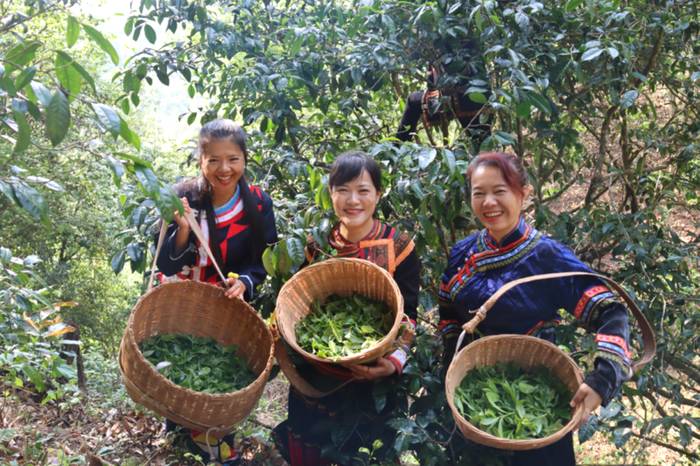 关于普洱镇沅八大茶区11万亩古树茶和生态茶园迎来新一年春茶采摘季的信息