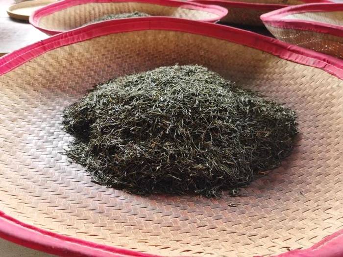 关于横县那阳镇政华村茶叶种植合作春茶采摘时!的最新信息(3)